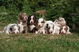 BORDER COLLIE 1063
